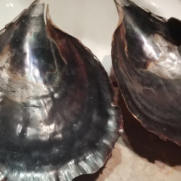 Shell - Picture 5 of 8